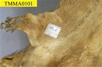 水獺藏品圖，第14張